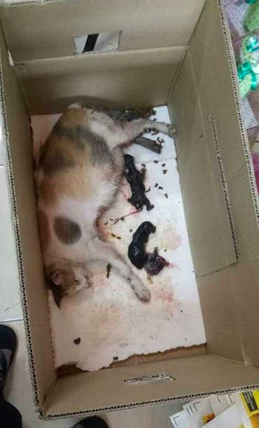 Viral Kucing Disimbah Minyak Bersabung Nyawa Bersalin, Bila Tahu 