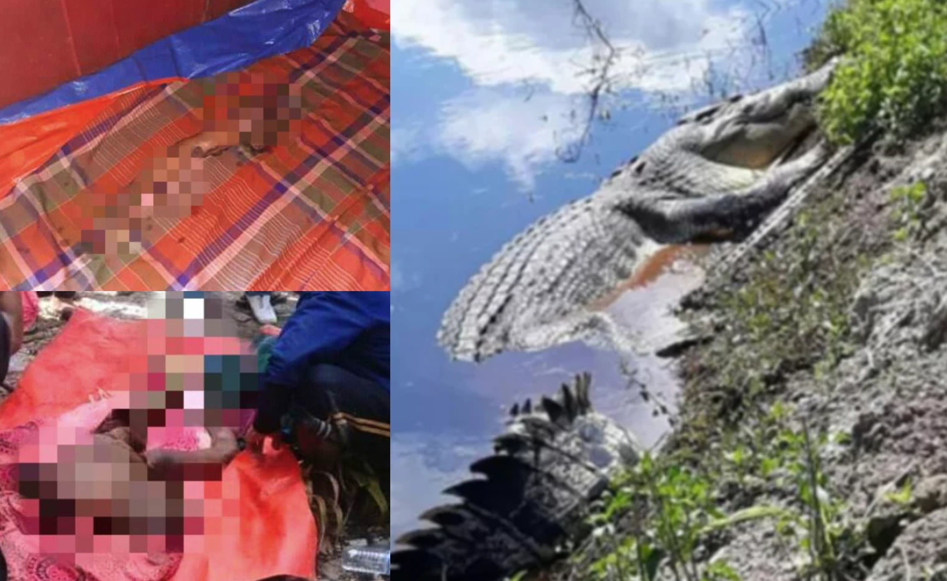 Pekerja Ladang Hancur Dibaham Buaya Ketika Mengutip Kangkung