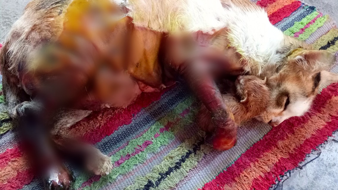 Viral Kucing Disimbah Minyak Bersabung Nyawa Bersalin, Bila Tahu Punca Sebenar Melecur… Syaitannya!
