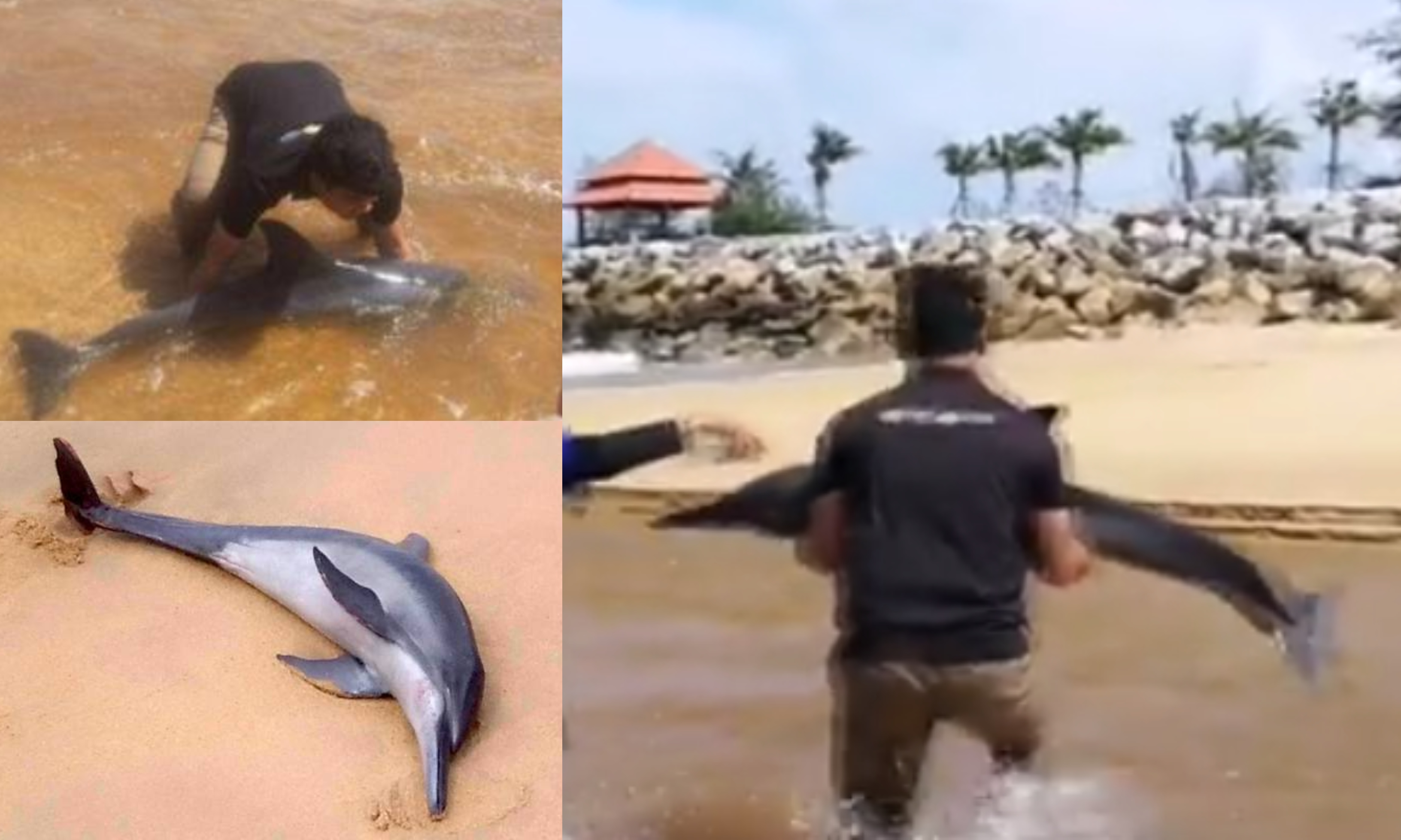 [VIDEO] Berlari & Dukung Ikan Lumba-Lumba Untuk Diselamatkan, Tindakan Pantas Pelajar UMT Harus Dipuji