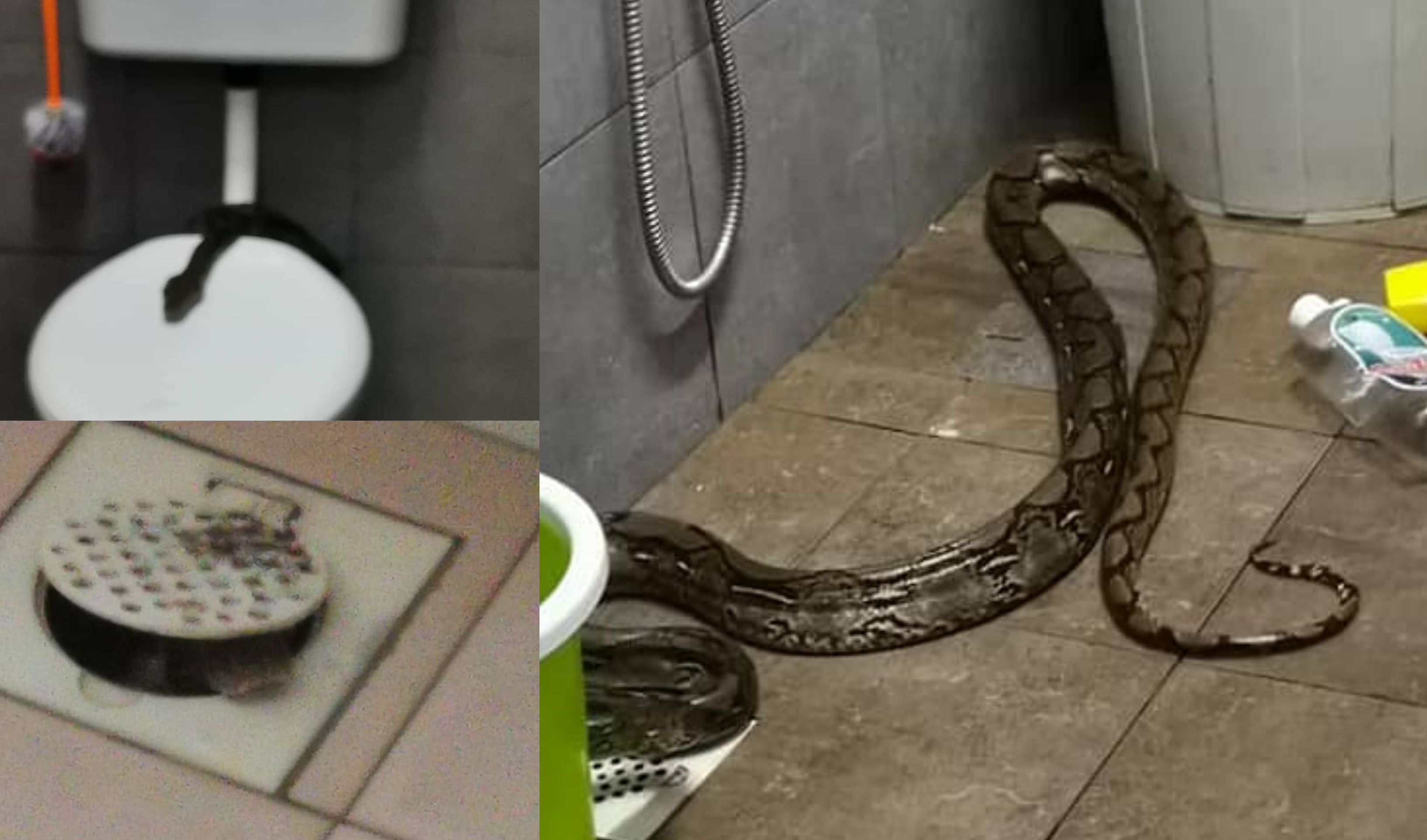 ‘Ada Kepala Ular’ – Wanita Kongsi Detik Cemas Ular ‘Menyorok’ Dalam Lubang Tandas