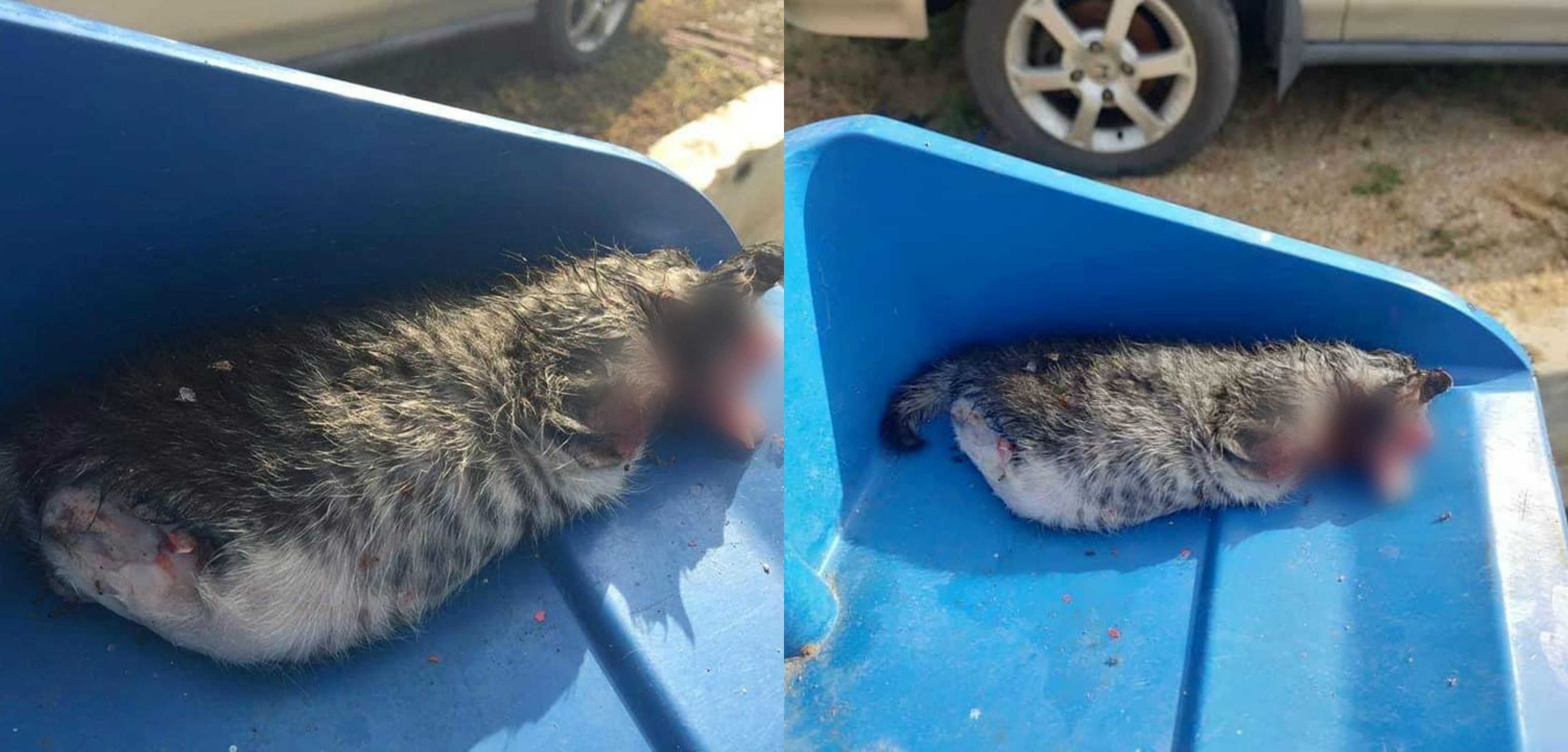 Kaki, Tangan & Muncung Kucing Dikerat, Persatuan Haiwan Malaysia Tawar RM5,000 Bantu Kesan Pelaku