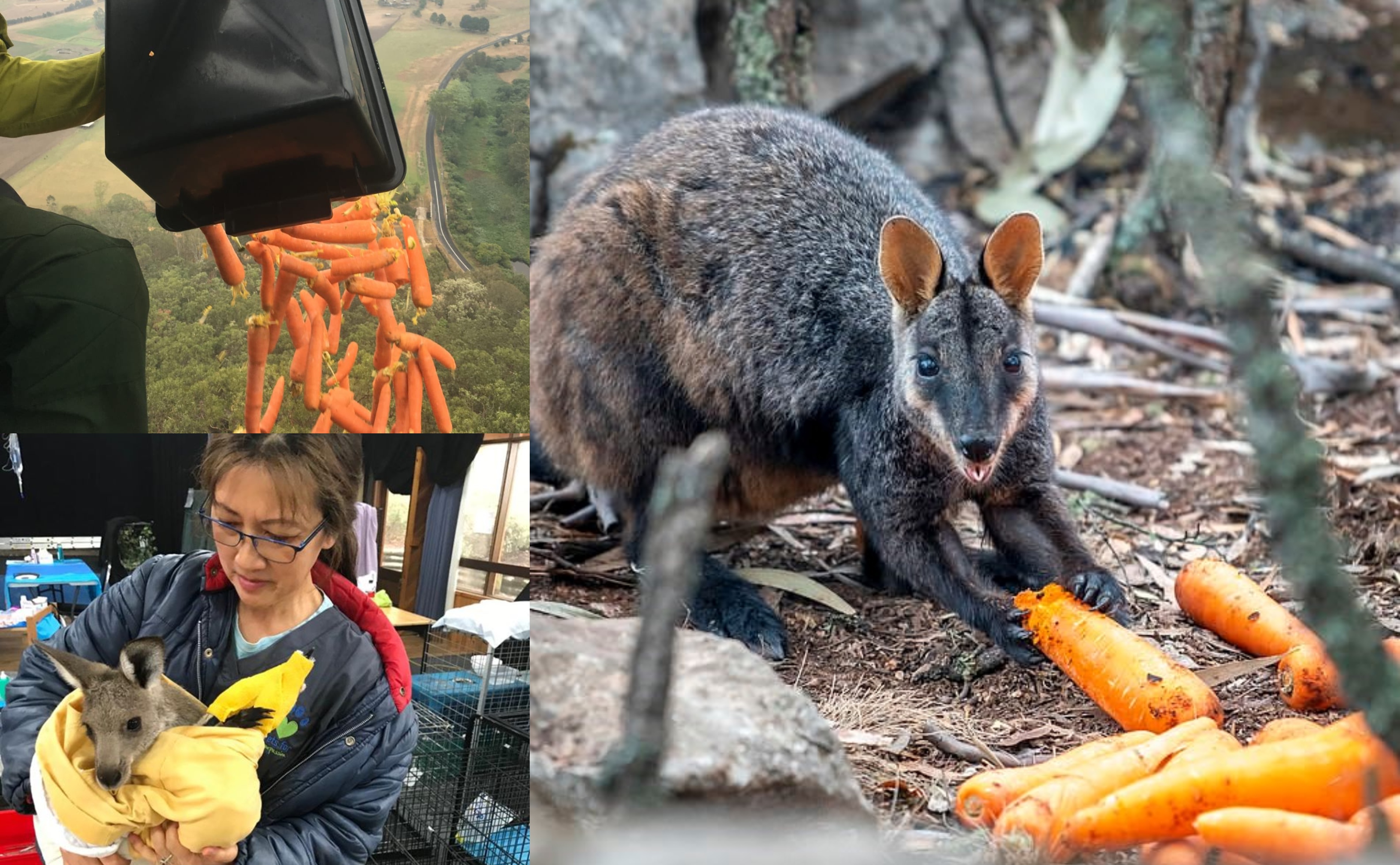 Kebakaran Hutan Australia, 2 Ribu Kilogram Lobak & Kentang Dijatuhkan Dari Helikopter Untuk Hidupan Liar Kelaparan