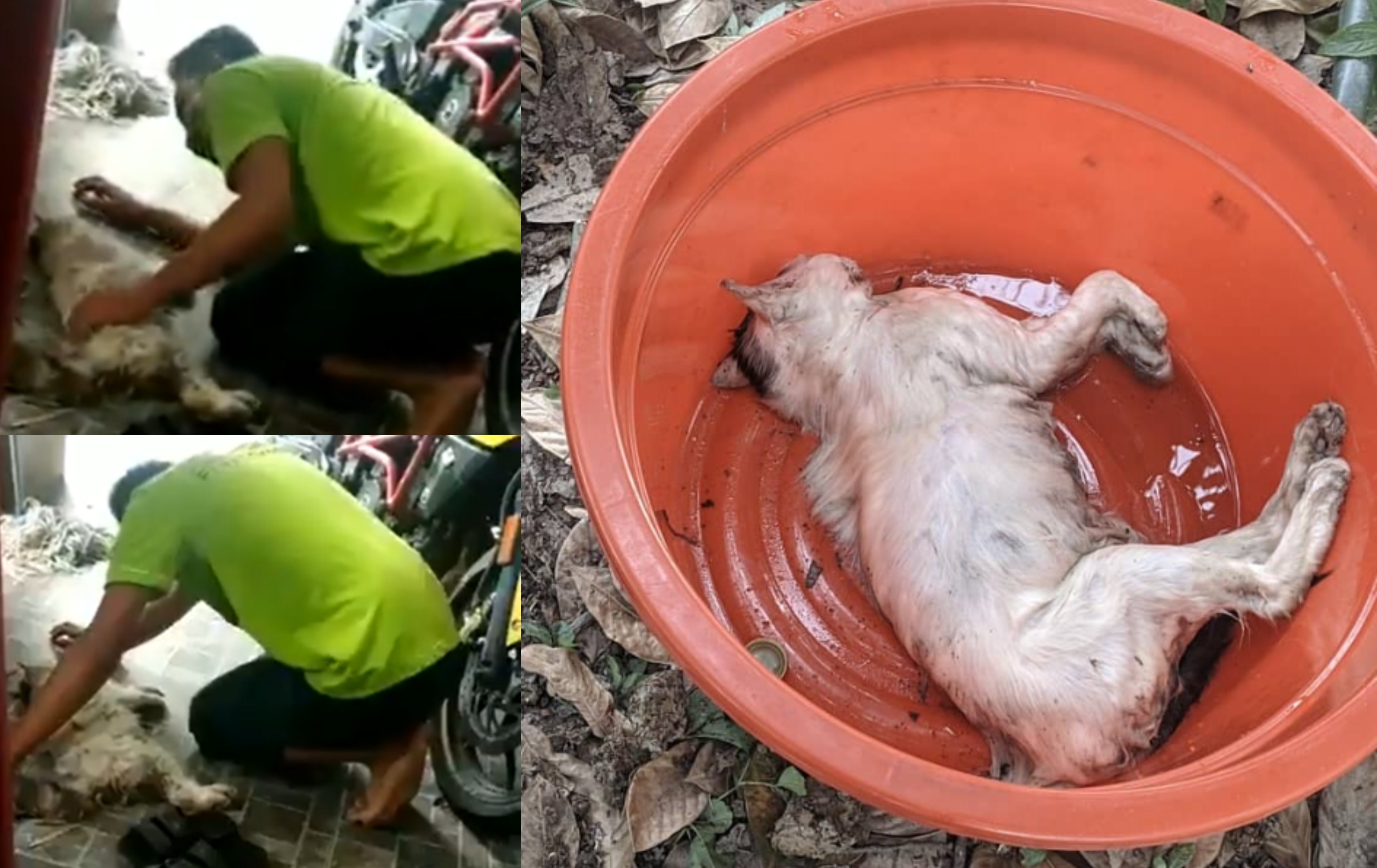 [VIDEO] Menangis, Meraung Lihat Kucing Kesayangan Mati..