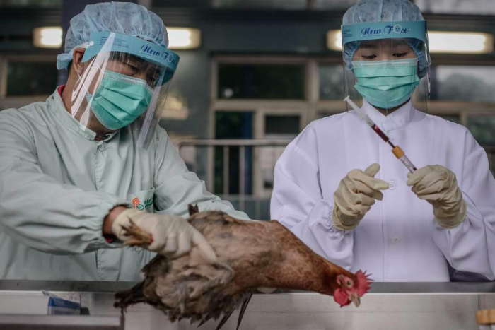 Selepas Coronavirus, China ‘Diserang’ Pula Wabak H5N1 Di Hunan