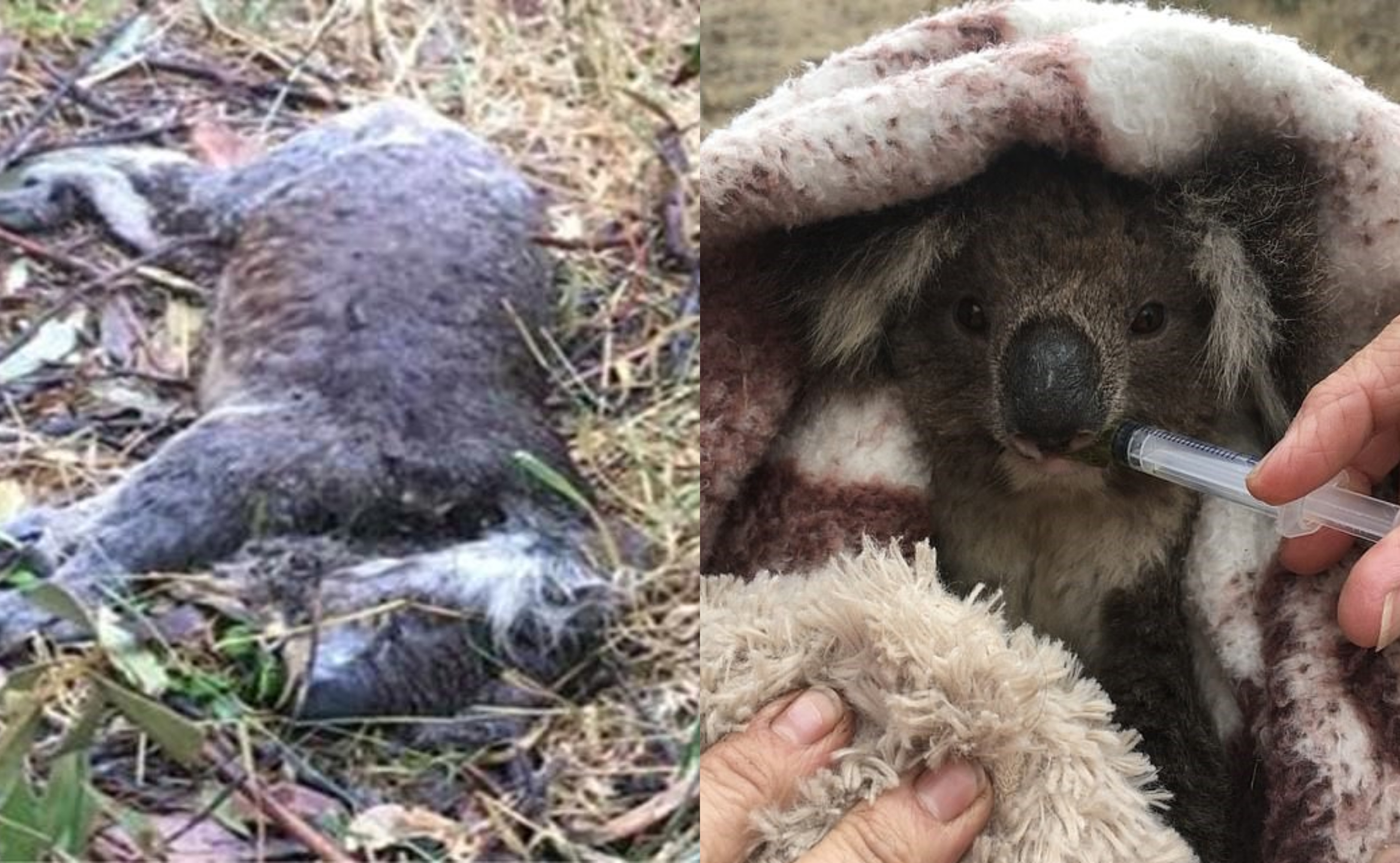 [FOTO & VIDEO] Peladang Gondol Tanah, Puluhan Koala Mati & Kena Lenyek Hidup-Hidup Dengan Bulldozer