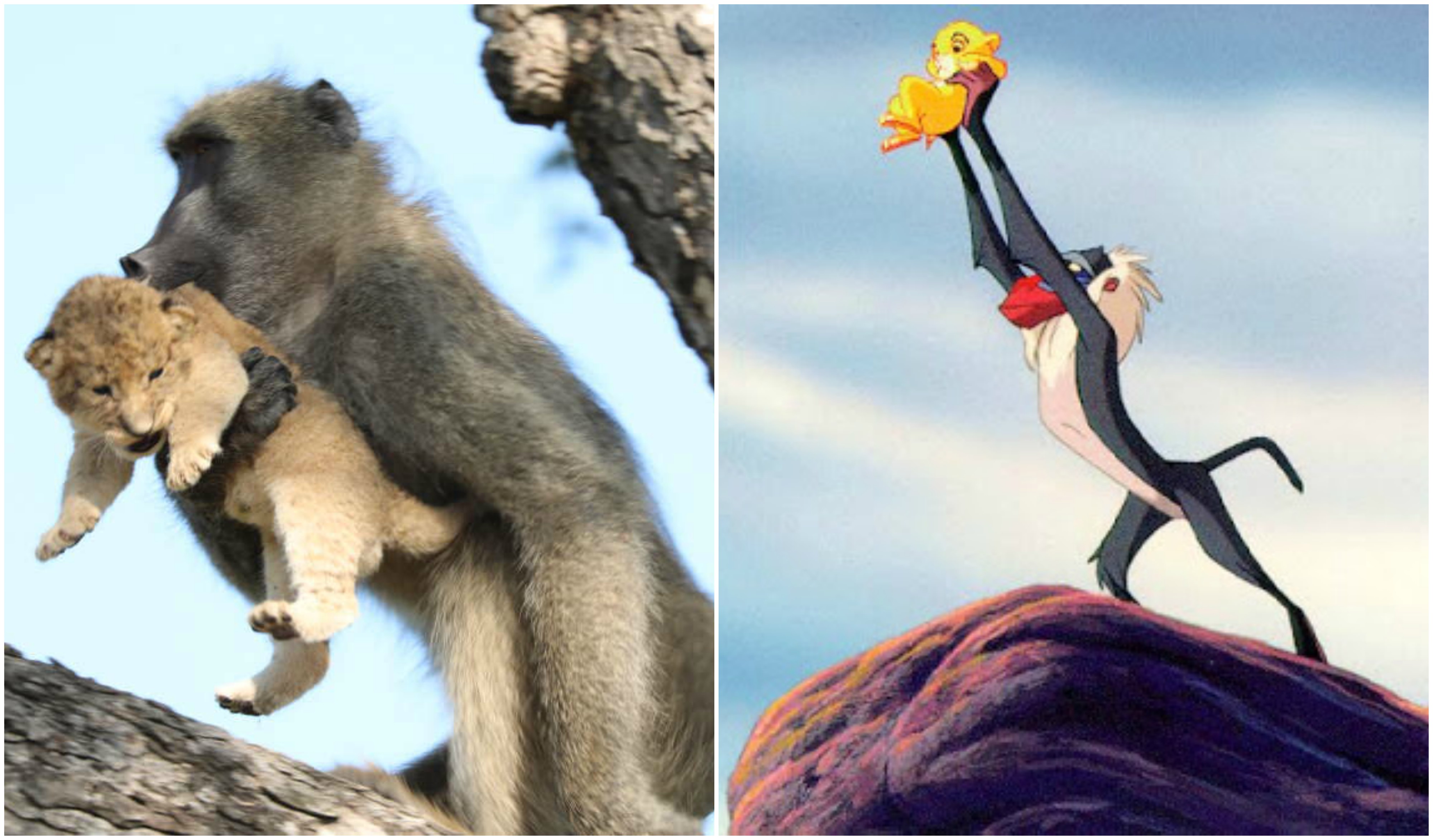 [VIDEO] Macam Filem Lion King, Babun Ambil Singa Jadi ‘Anak Angkat’ Cetus Tanda Tanya