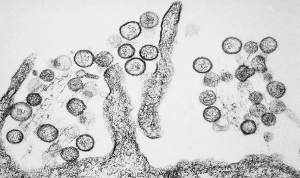 Lelaki Warganegara China Maut Akibat Hantavirus , 32 Penumpang Bas Berisiko Kena Jangkitan