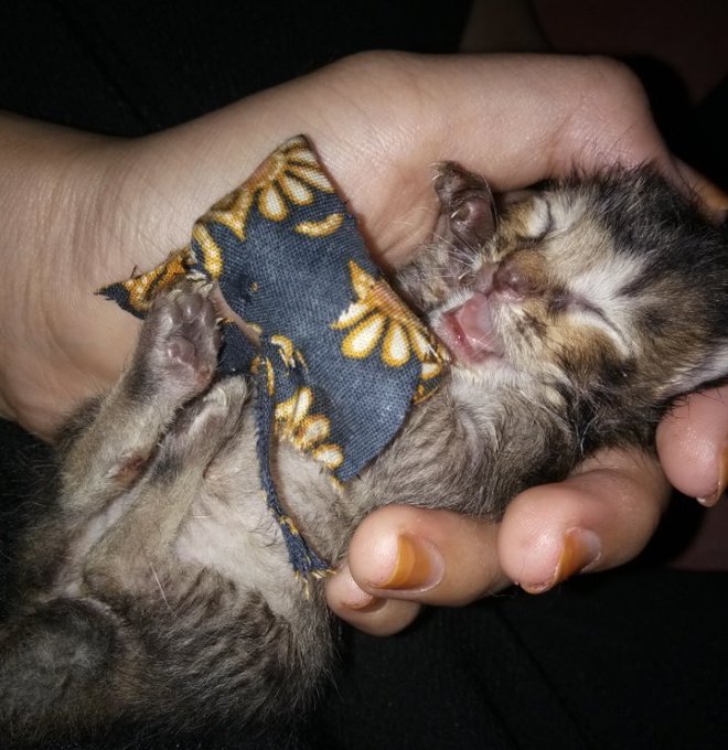 Kejamnya Gunting Tangan Kucing..