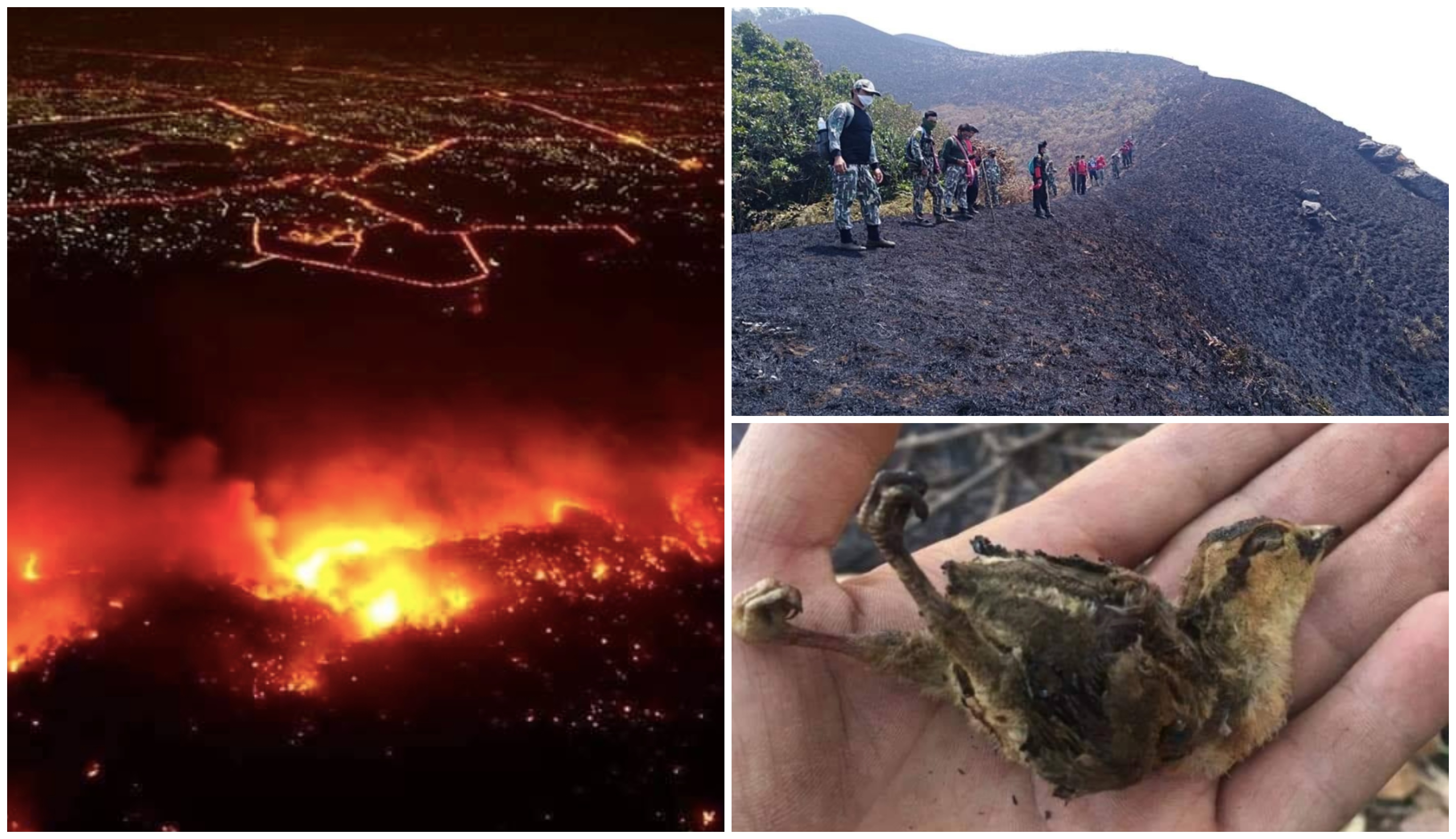 Taman Negara Chiang Mai, Thailand Terbakar Teruk Selama Seminggu, Haiwan Ditemui Terbakar
