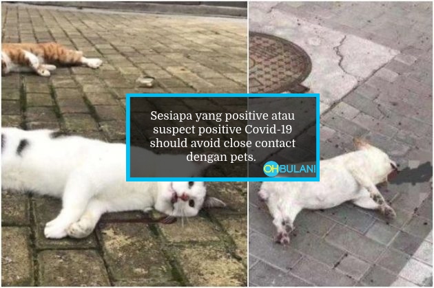 Covid-19 Boleh Merebak Kepada Haiwan? Doktor Veterinar Ini Beri Penjelasan