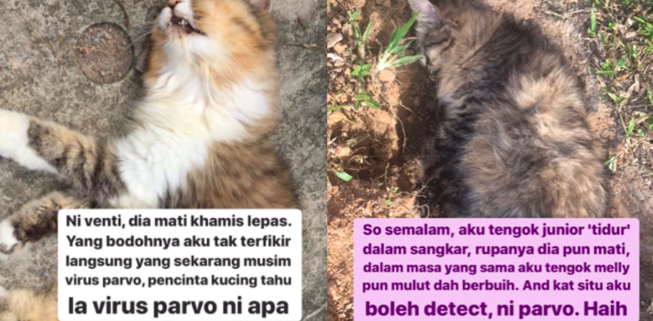 Sedih Tengok 7 Kucing Kesayangan Mati Disebabkan Virus Parvo