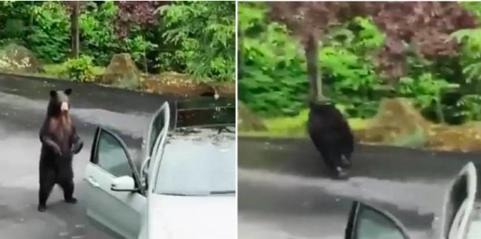 ‘Macam Mana Dia Nak ‘Drive’?’ – Aksi Spontan Beruang ‘Curi’ Kereta Jadi Bahan Lawak Netizen