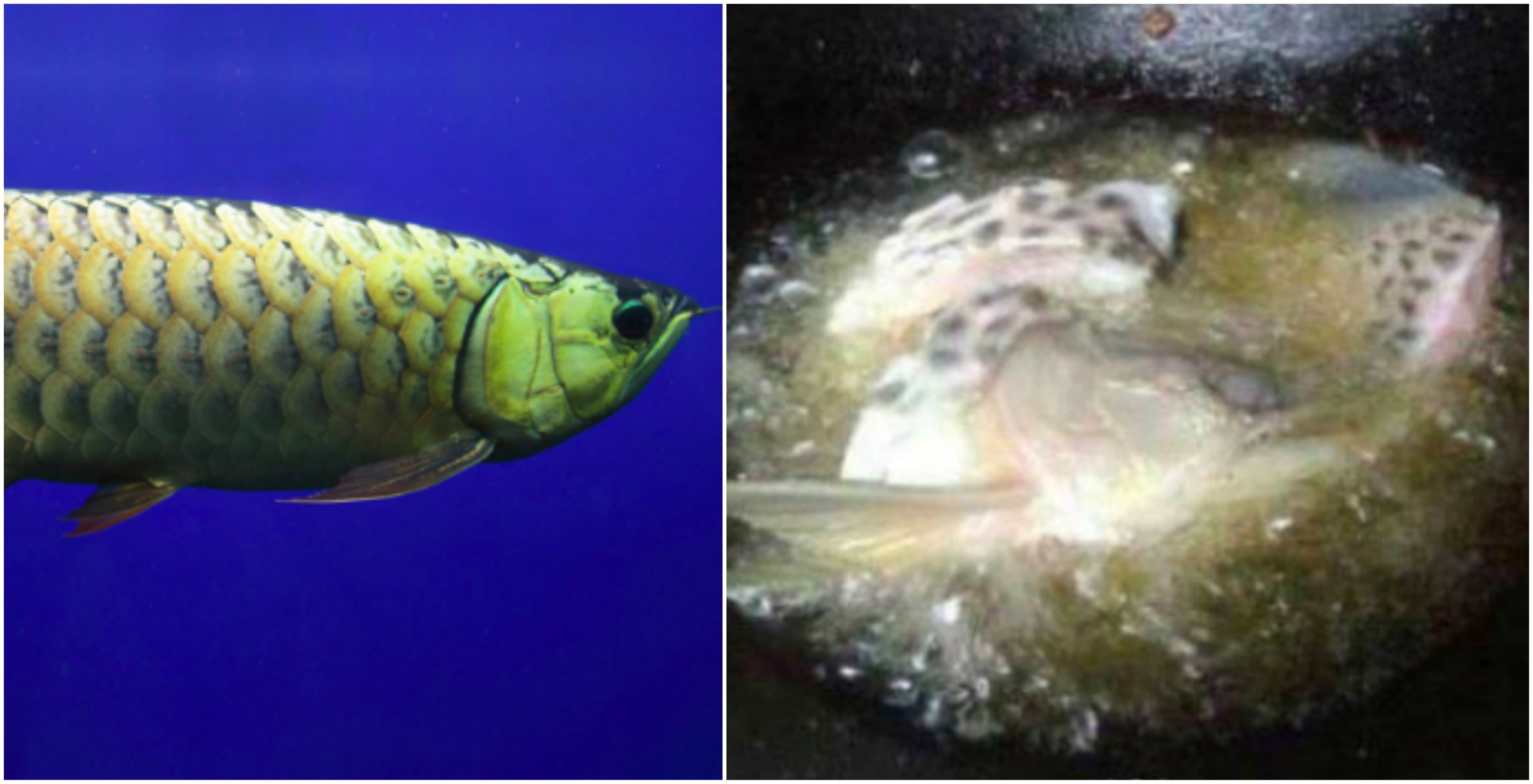 4 Tahun Dibela, Lelaki Redha Ikan Arowana Emas Digoreng Bapa Sendiri