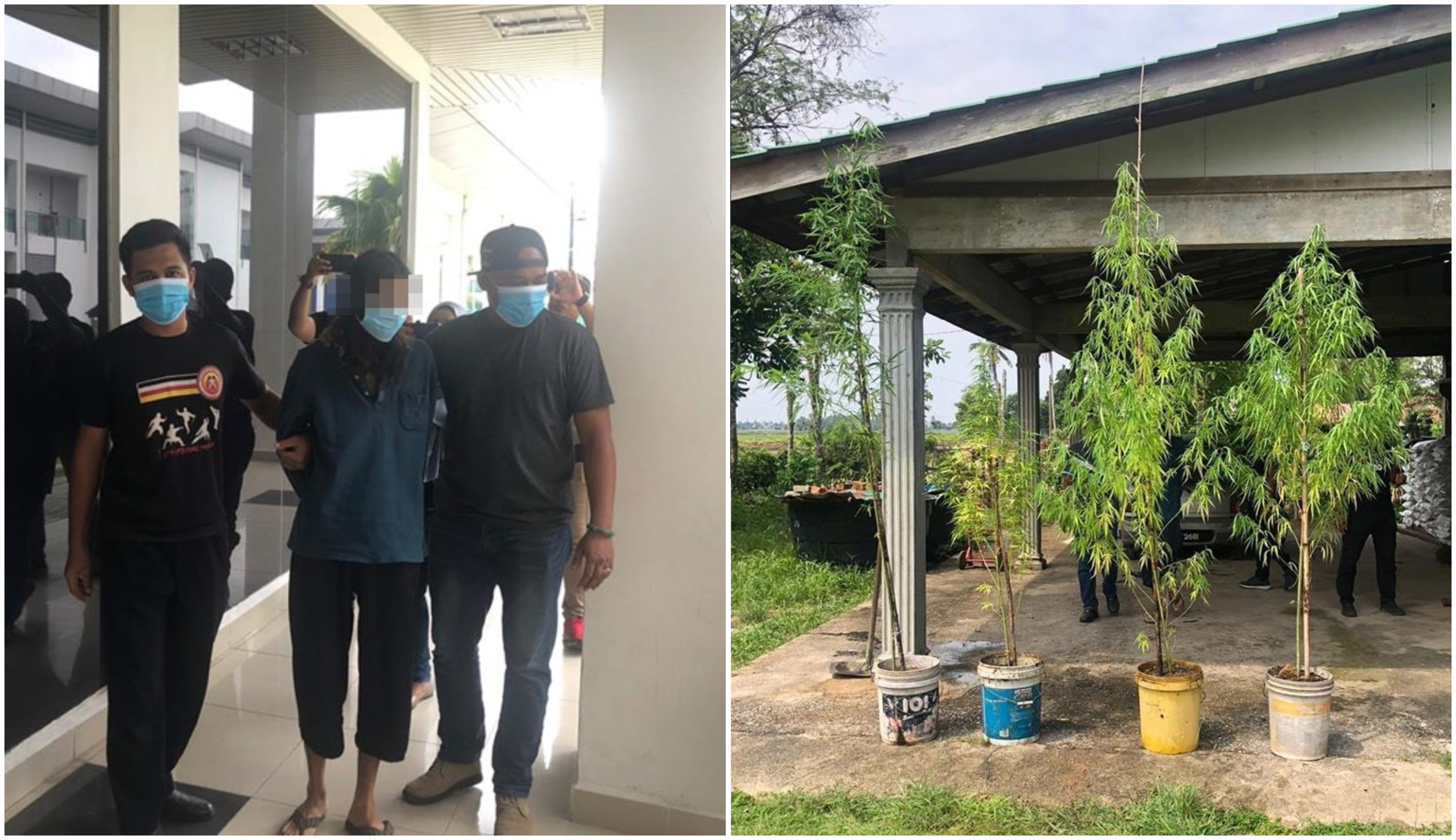 ‘Ingatkan Pokok Buluh’ – Lelaki Di Kedah Bagi Alasan Tak Kenal Pokok Ganja Elak Ditahan