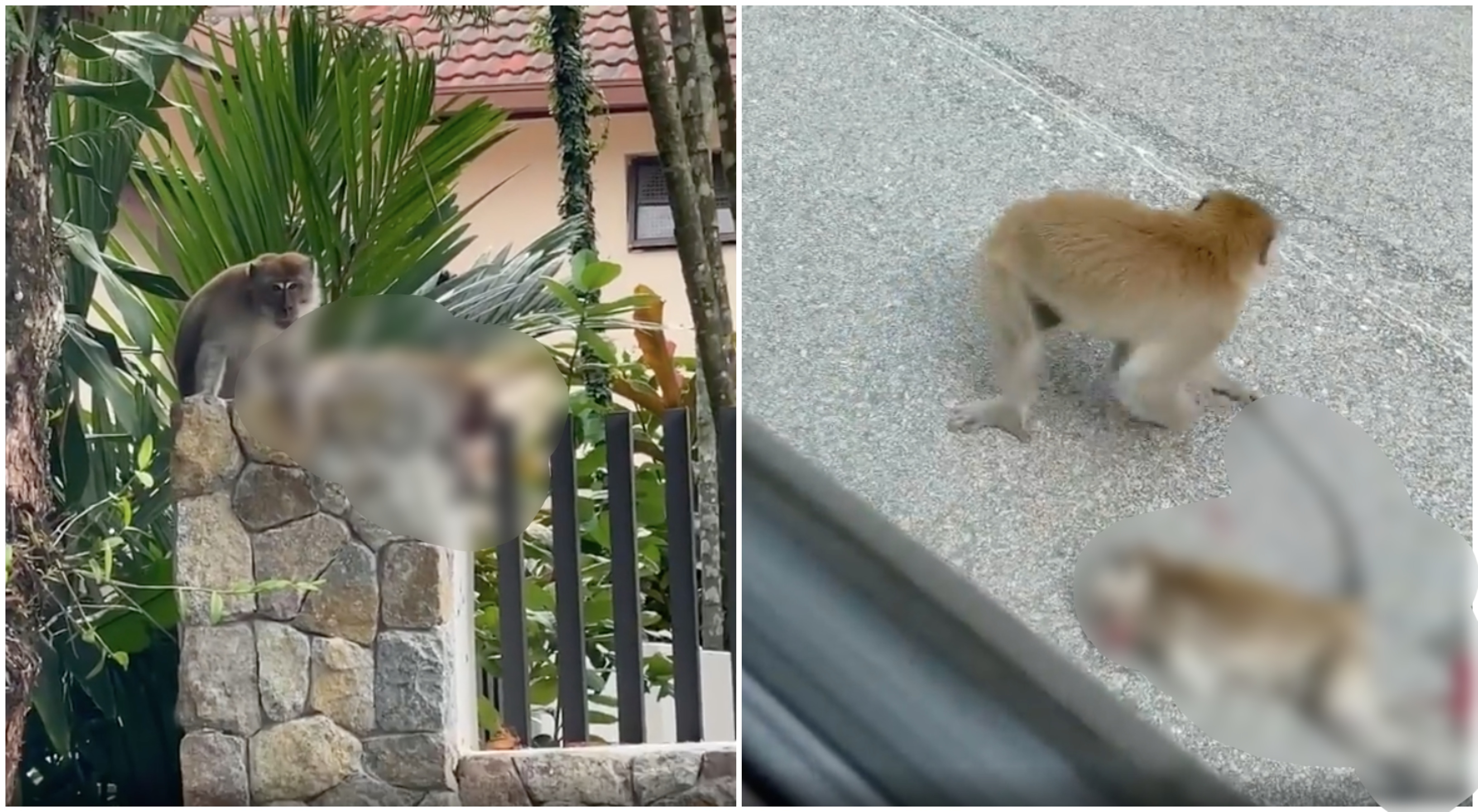 [VIDEO] Anak Mati Dilanggar Kereta, Bapa Monyet ‘Angkat’ Mahu Bawa Pulang