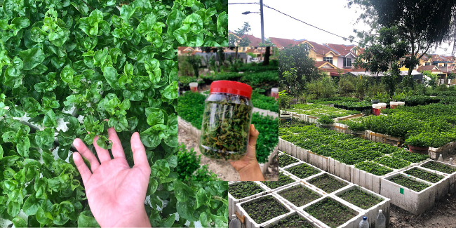 Tanaman Menghijau Seperti Di Cameron Highlands, Kebun Kecil Diusahakan Sejak PKP Kini Jana Hasil!