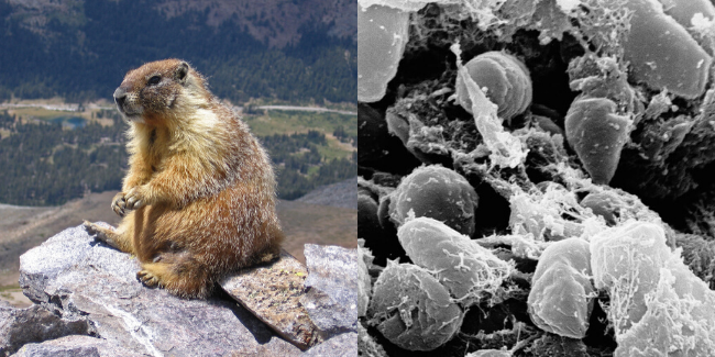 Wabak Bobunik Berpunca Daripada Daging Marmot Dikesan Di China, Catat 2 Kes Jangkitan