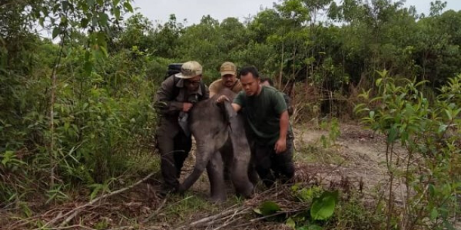 ‘Cutenya Dia!’ – Jabatan Perhilitan Selamatkan Anak Gajah Comel Sesat