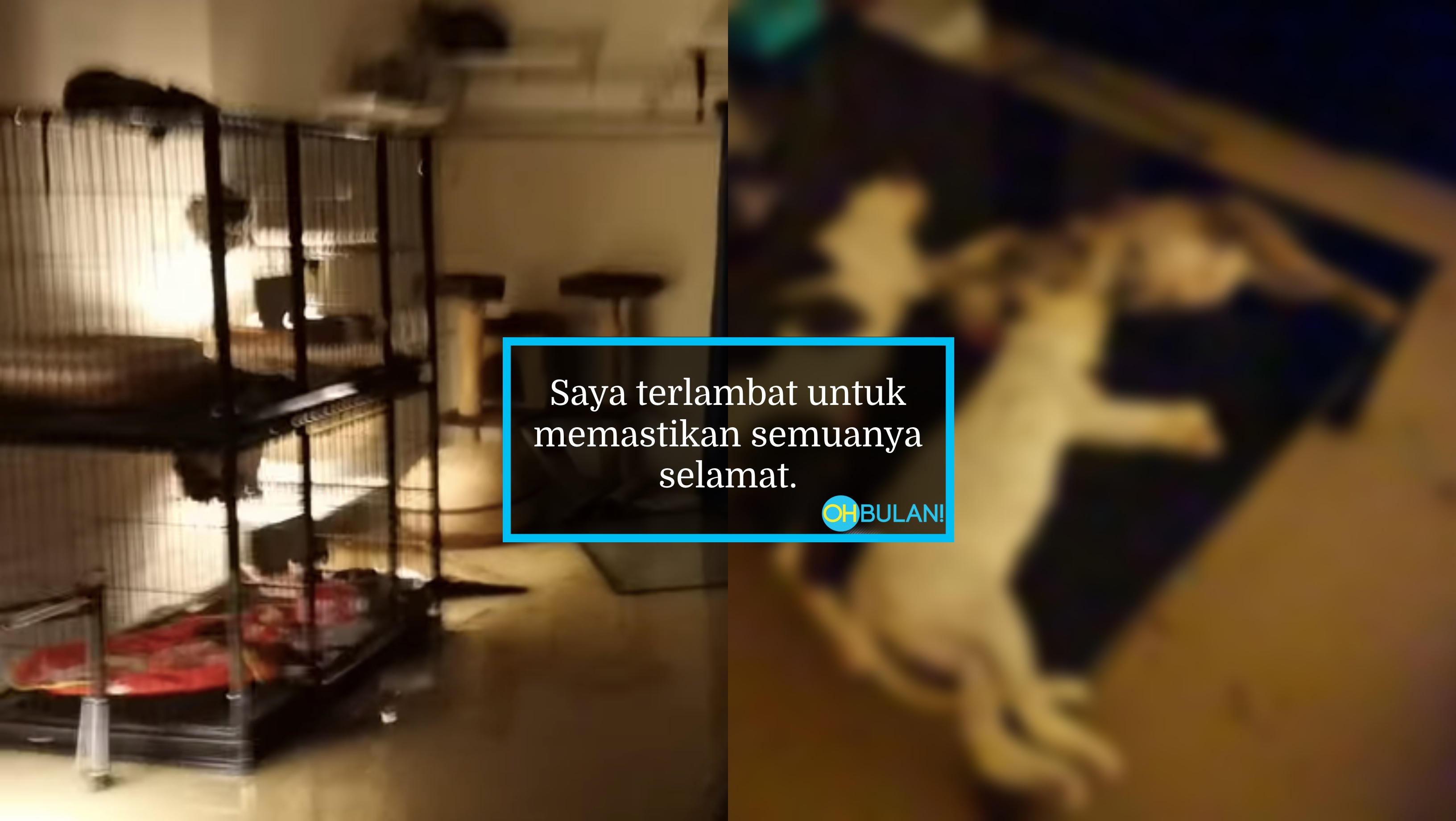 [VIDEO] Separuh Gila Dibuatnya, Lelaki Meraung Lihat Kucing Lemas Dalam Banjir