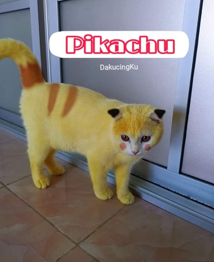 Kucing Kena Lumur Kunyit Macam Pikachu