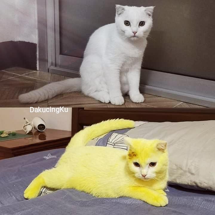 Kucing Kena Lumur Kunyit, Macam Pikachu!