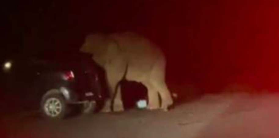 [VIDEO] Gajah Mengamuk Pemandu Belakang Bunyi Hon, 5 Individu Berjaya Selamatkan Diri