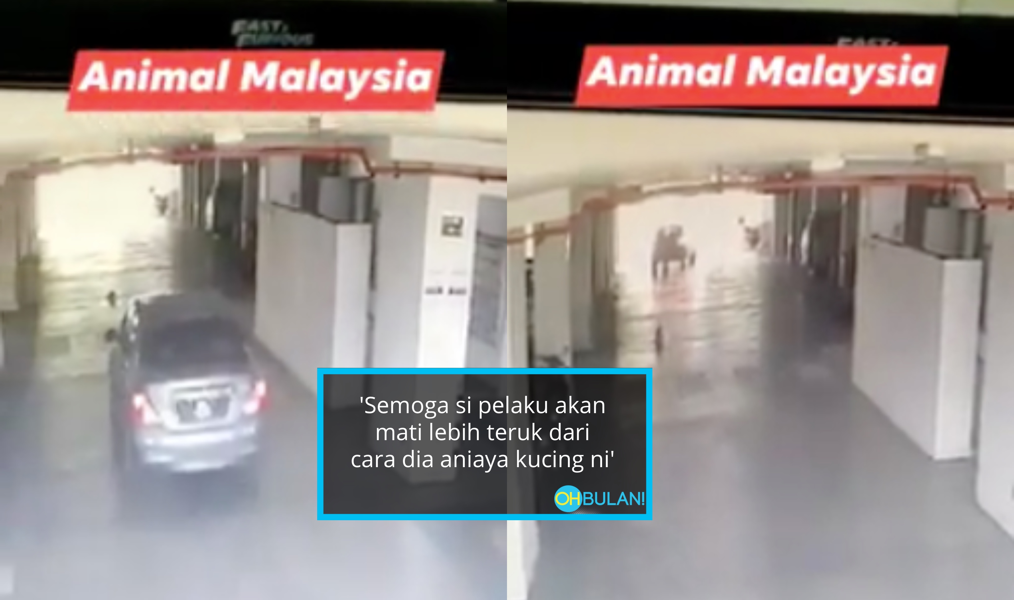 [VIDEO] Sampai Terloncat Kucing Tahan Sakit Kena Gilis Dengan Kereta!