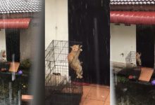 [VIDEO] Tergamak Tinggal Kucing Luar Rumah Kena Hujan, Kejam!