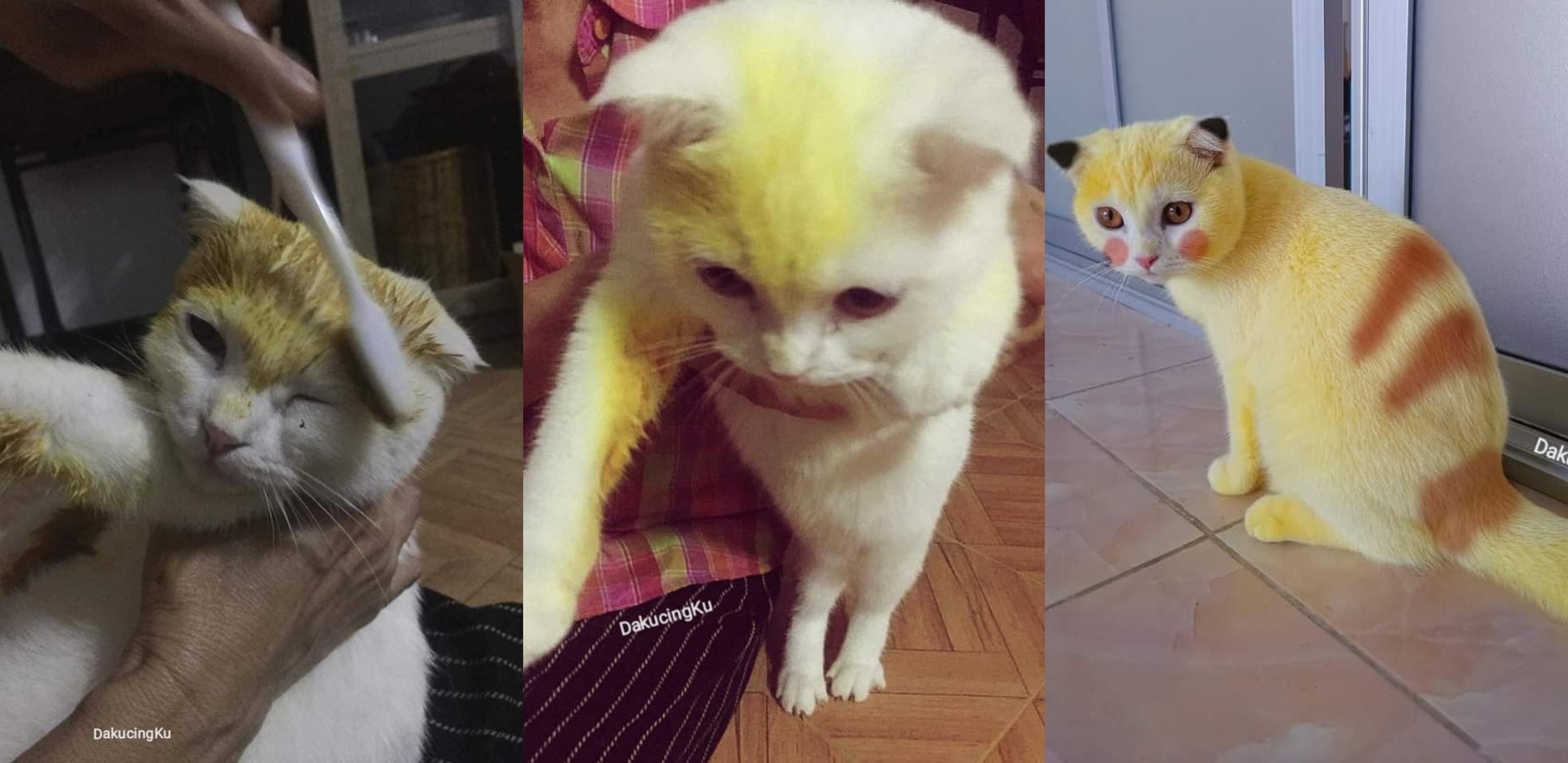 Kucing Kena Lumur Kunyit, Macam Pikachu!