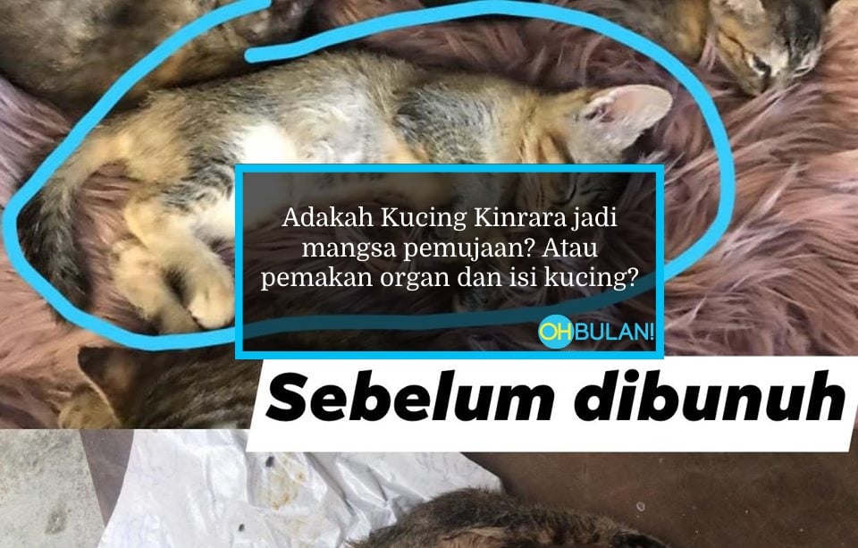 Robek Perut Ambil Organ Dalaman, Kucing Jadi Mangsa Pemujaan Atau Pemakan Daging Haiwan?