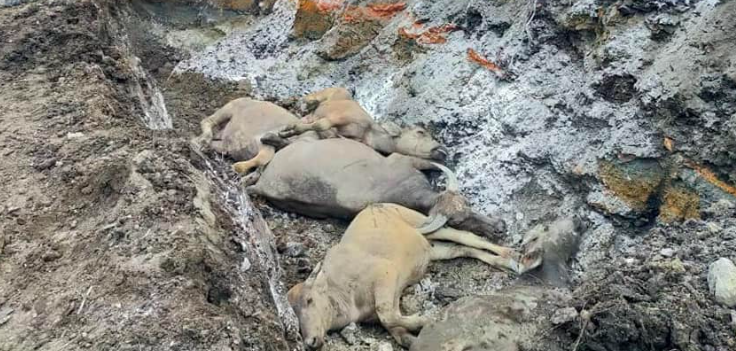 Kerbau Adik Syukor Mati Kerana Hawar Berdarah, Jabatan Veterinar Mohon Penternak Sabar