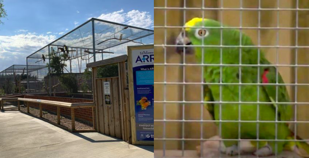 Kerap Maki, Lemparkan Kata-Kata Kesat Kepada Pengunjung, Lima Burung Kakak Tua Kena ‘Penjara’