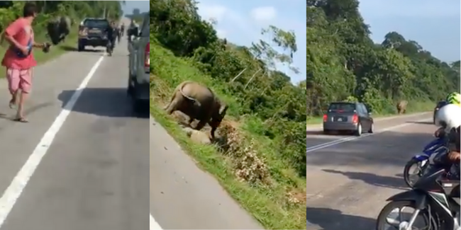 [VIDEO] Mengamuk Anak Mati Kena Langgar…