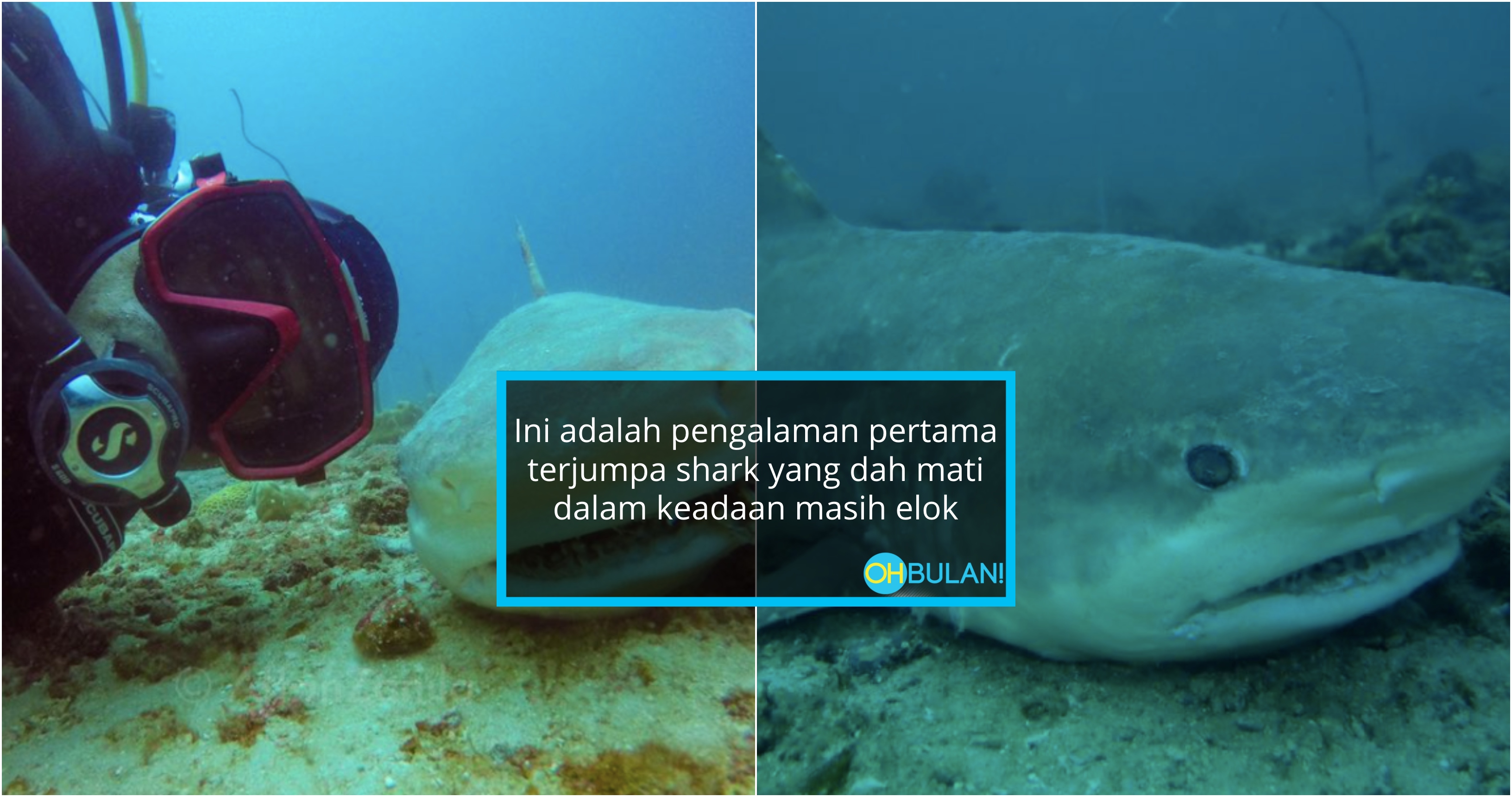 Dikhuatiri Terjerut Tali, Penyelam Skuba Kongsi Pengalaman Berdepan Bangkai Jerung Di Laut