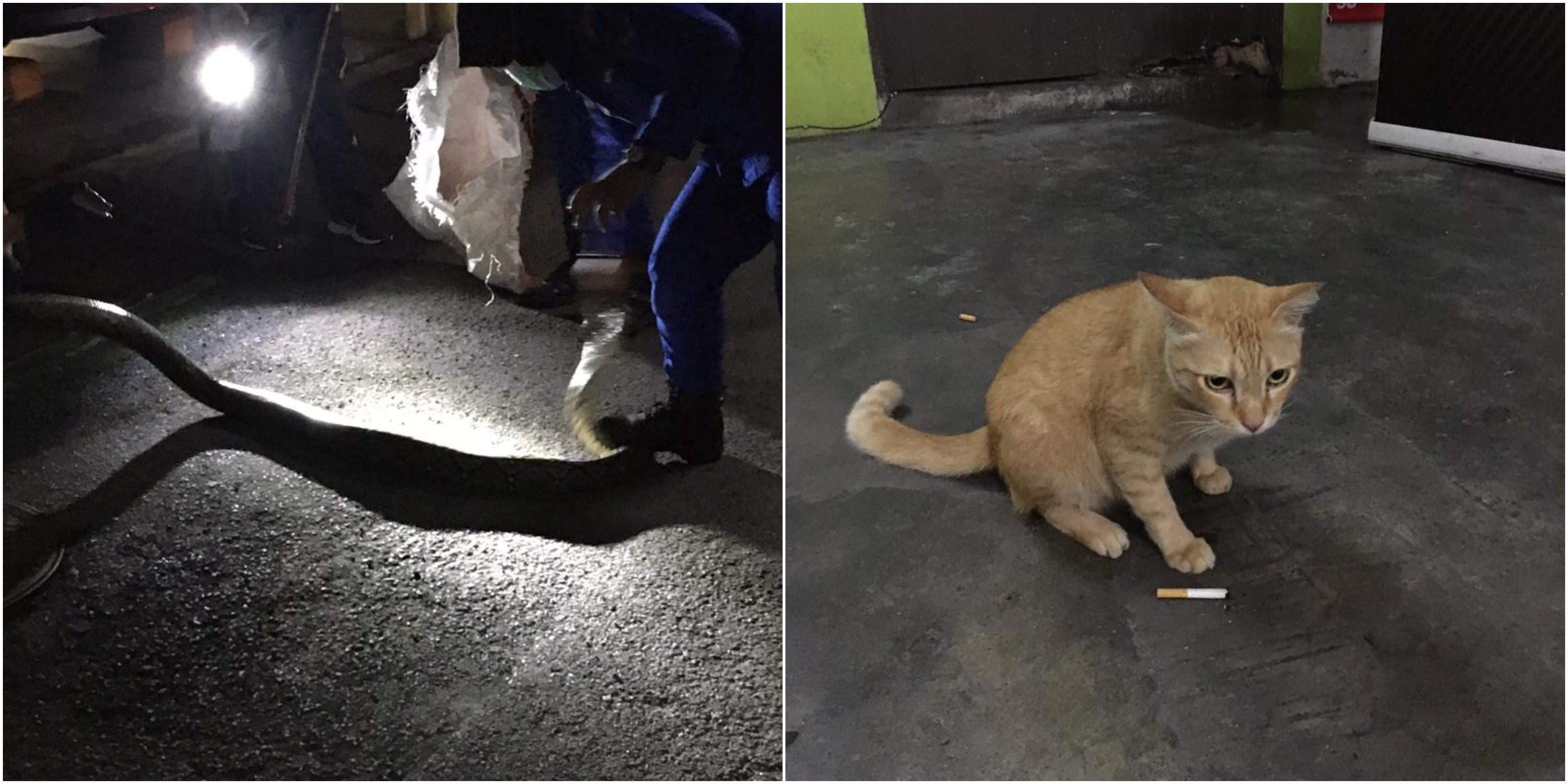 ‘Oyen’ Bantu JPAM Kesan Ular Dalam Enjin Kereta