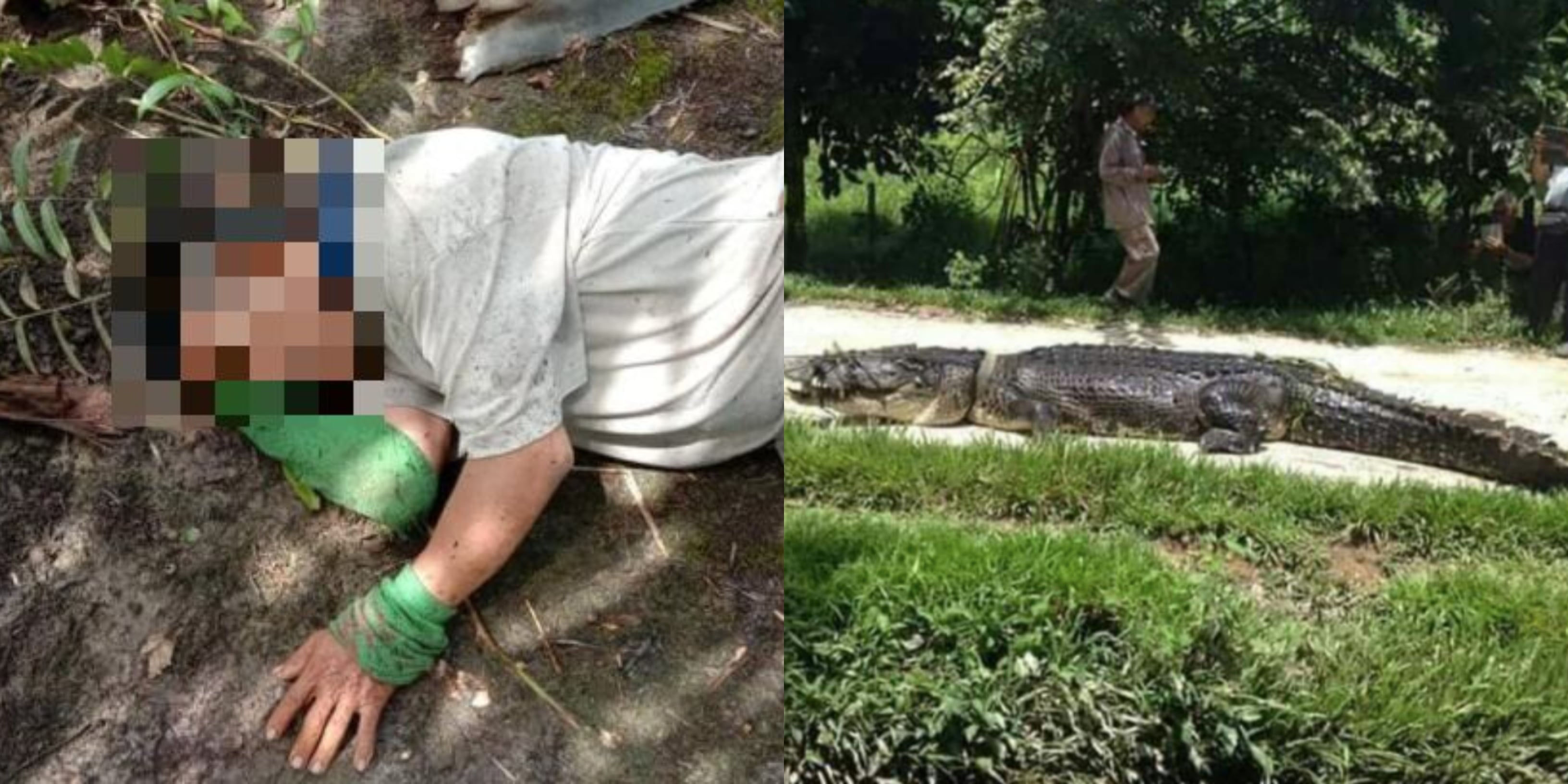Leka Mengait Buah, Pekerja Ladang Digigit Buaya