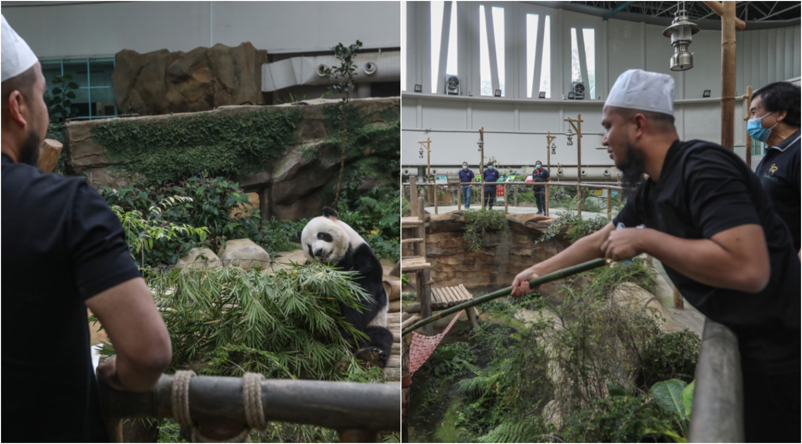 Ebit Lew Sumbang 200kg Daging Segar Kepada Zoo Negara