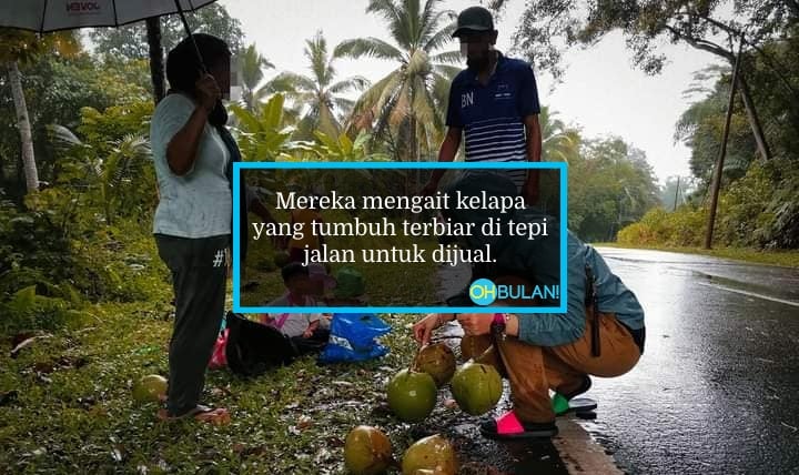 Ibu Payung 3 Anak Dalam Hujan, Bapa Kait Kelapa Tepi Jalan Untuk Dijual