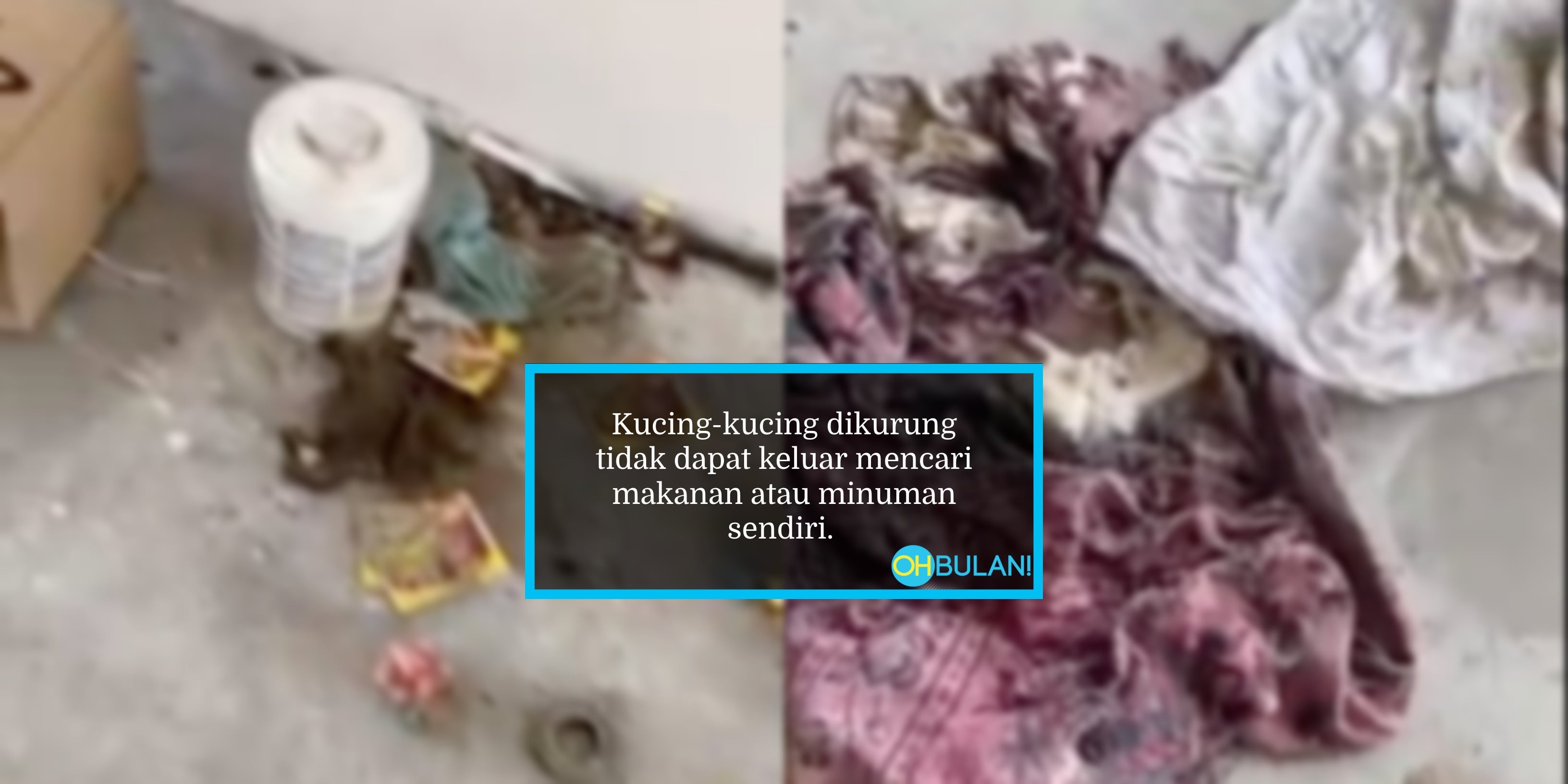 [VIDEO] Bangkai Kucing Dalam Premis Kosong, Mereput Kering Jadi Serpihan Debu Akibat Dikurung