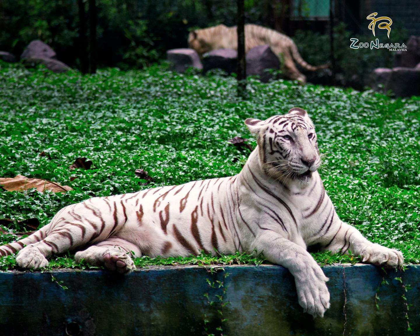 Zoo Negara Kembali Beroperasi Hari Ini