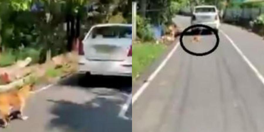 Ikat, Heret Anjing Dengan Kereta Sebab Tak Puas Hati Selalu Buat Kacau
