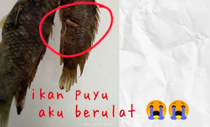 Seekor Demi Seekor Ikan Puyu Mati Wanita Ini Terkejut Bila Dapat Tahu Sebenarnya Disihir