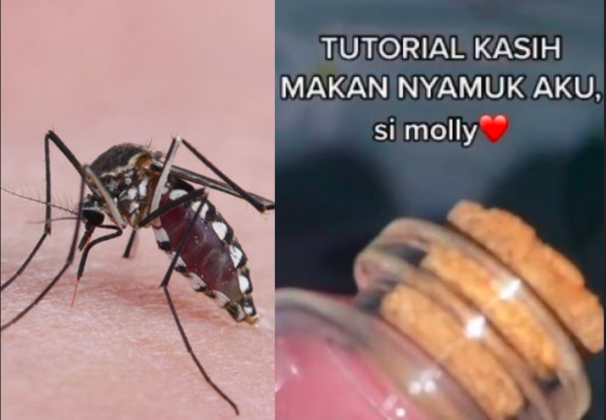 Gadis Bela Nyamuk Jadi Haiwan Peliharaan, Bagi ‘Makan’ Darah Sendiri