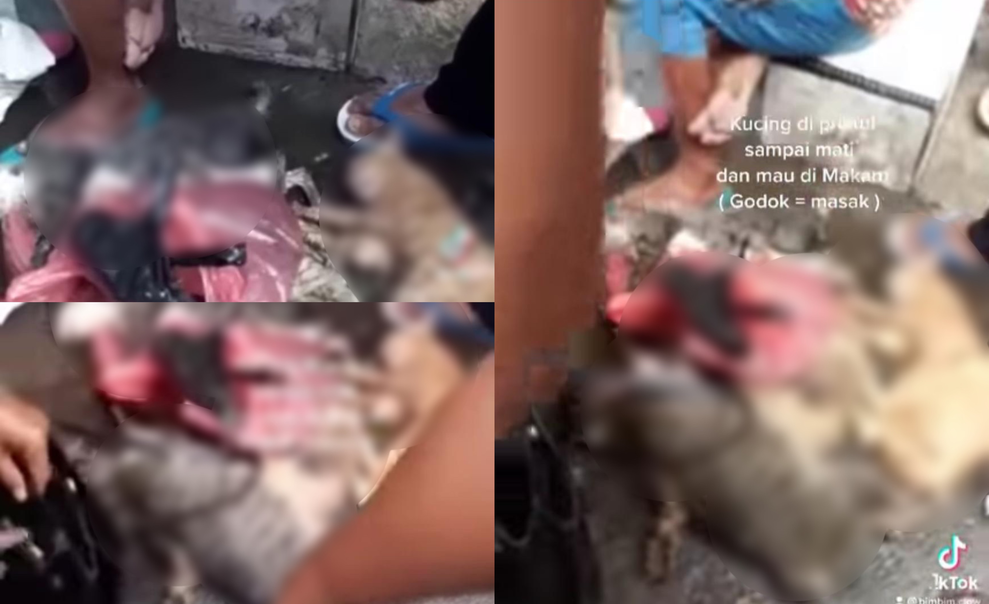 Wanita Kantoi Bunuh Kucing, Rupanya Nak Rebus & Makan Untuk Rawat Sakit Asma