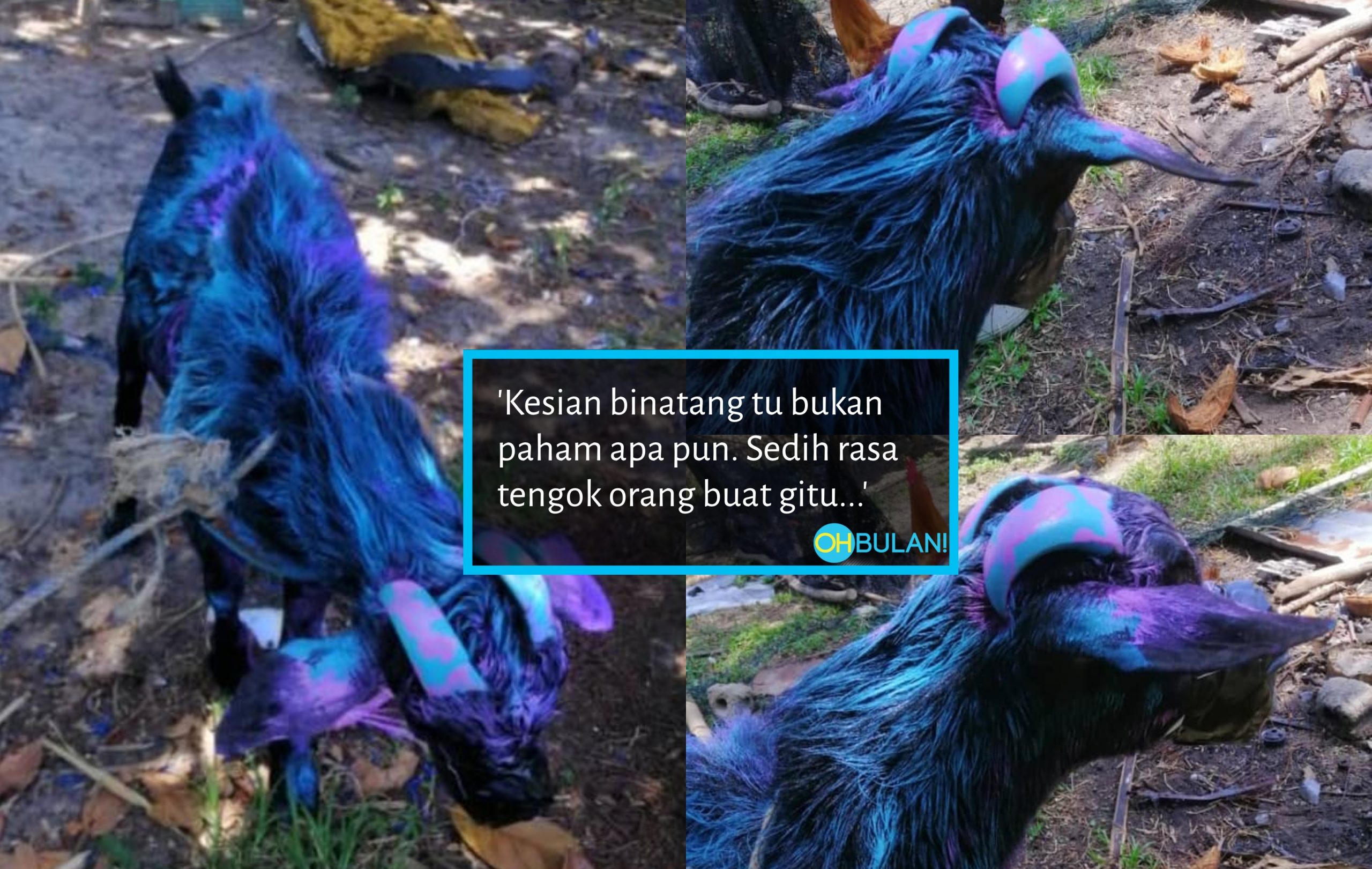 Apa Salah Kambing Aku?