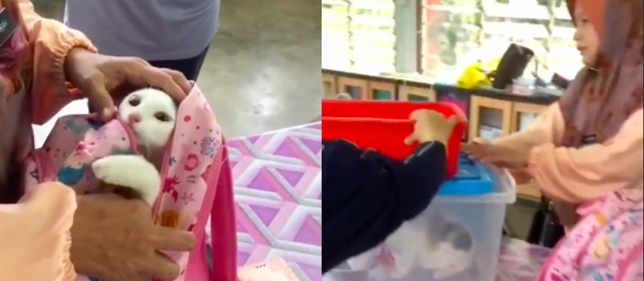 [VIDEO] Dekat Sekolah Belajar Pasal Haiwan, Sekali Dia Bawa Kucing Betul Pergi Sekolah…