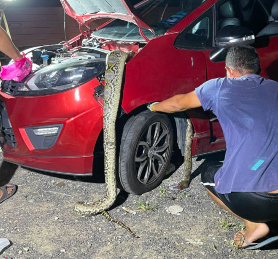 Terhidu Bau Bangkai Masa Memandu, Gadis Cemas Bila Dapat Tahu Ular Sawa Tersepit Dekat Enjin Kereta!