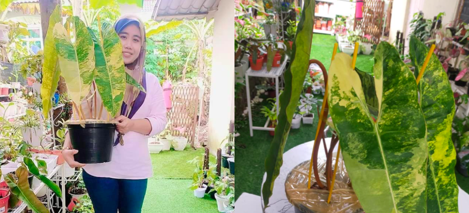 Pokok Apa Yang Mahal Sampai RM80 Ribu Tu?