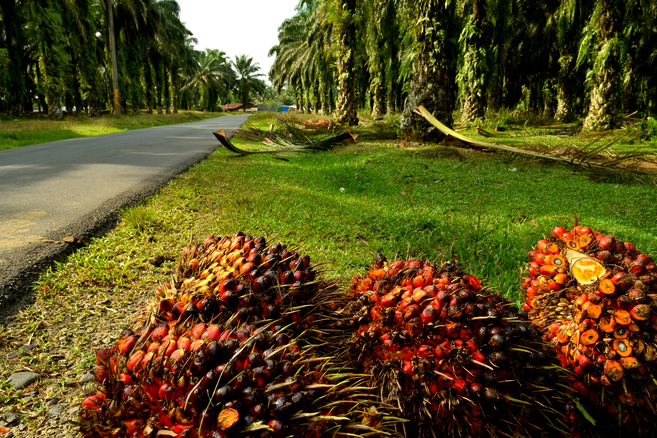 4 Perkara Tentang Industri Perladangan Malaysia Yang Mengejutkan